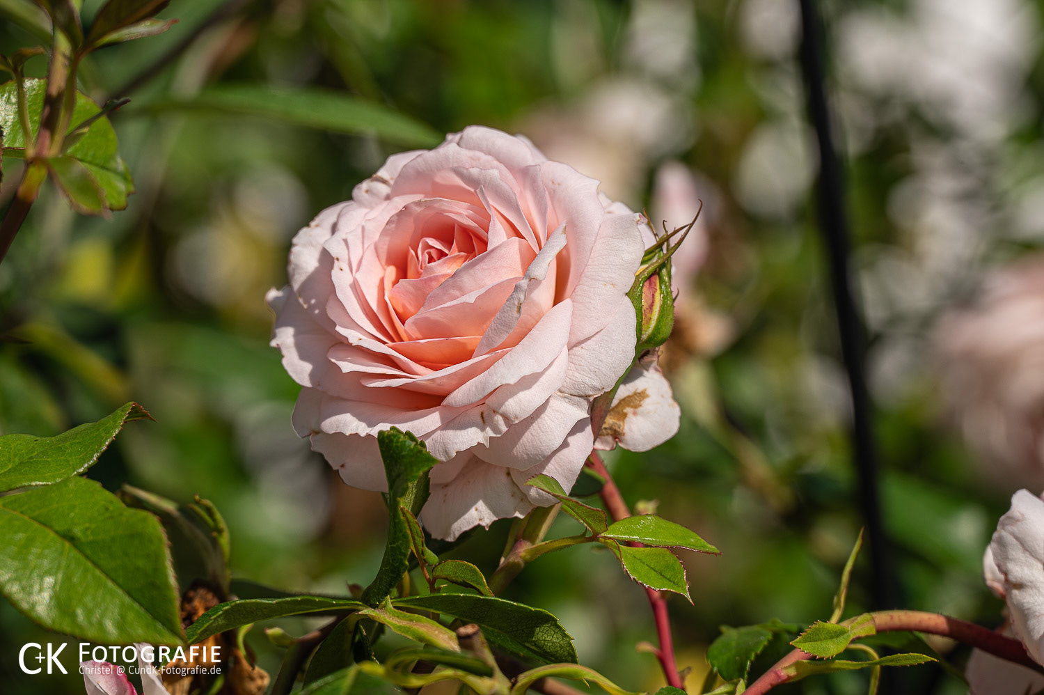 Blüte der Rose Schloß Eutin