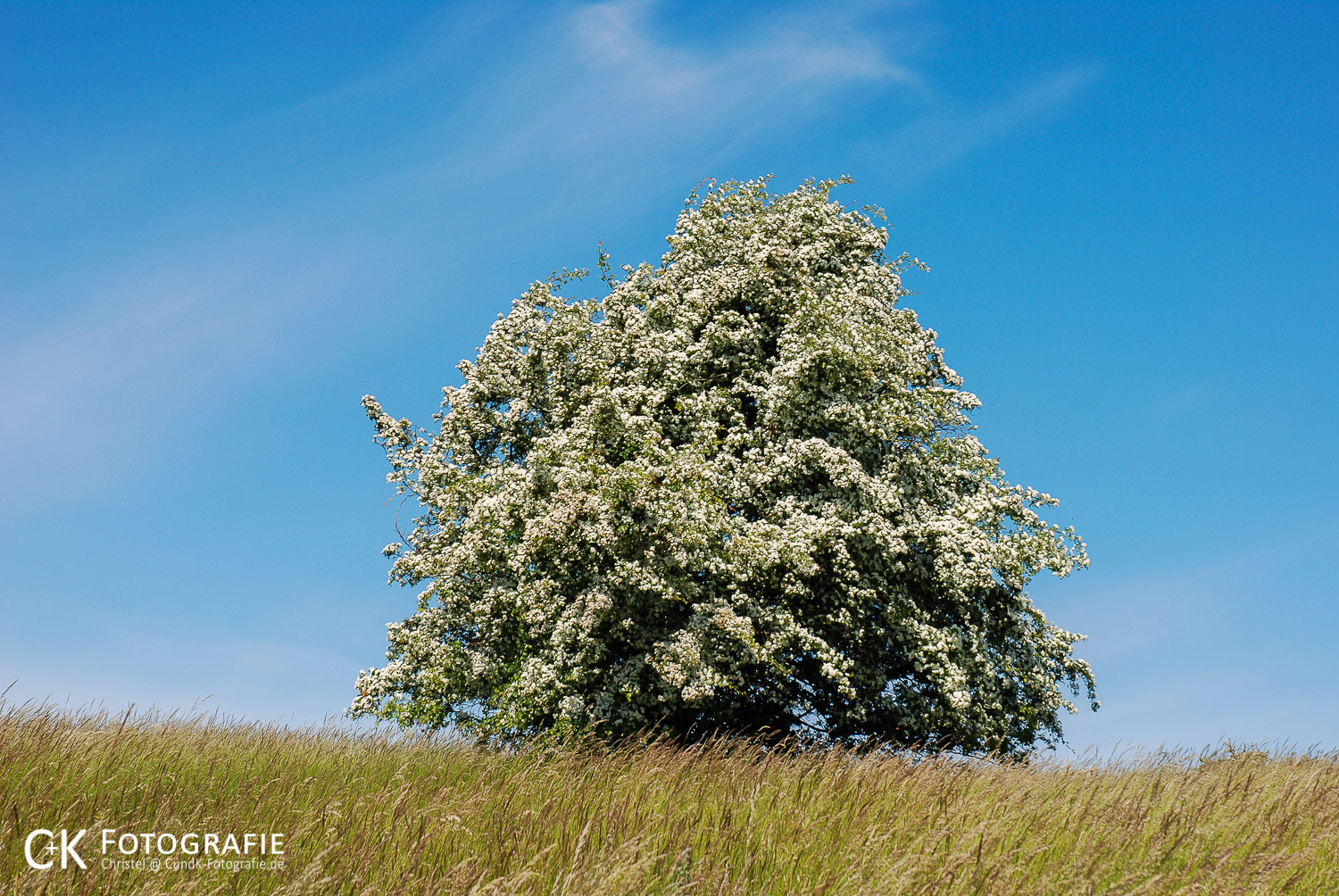 Blühender Baum im Mönchgut auf Rügen
