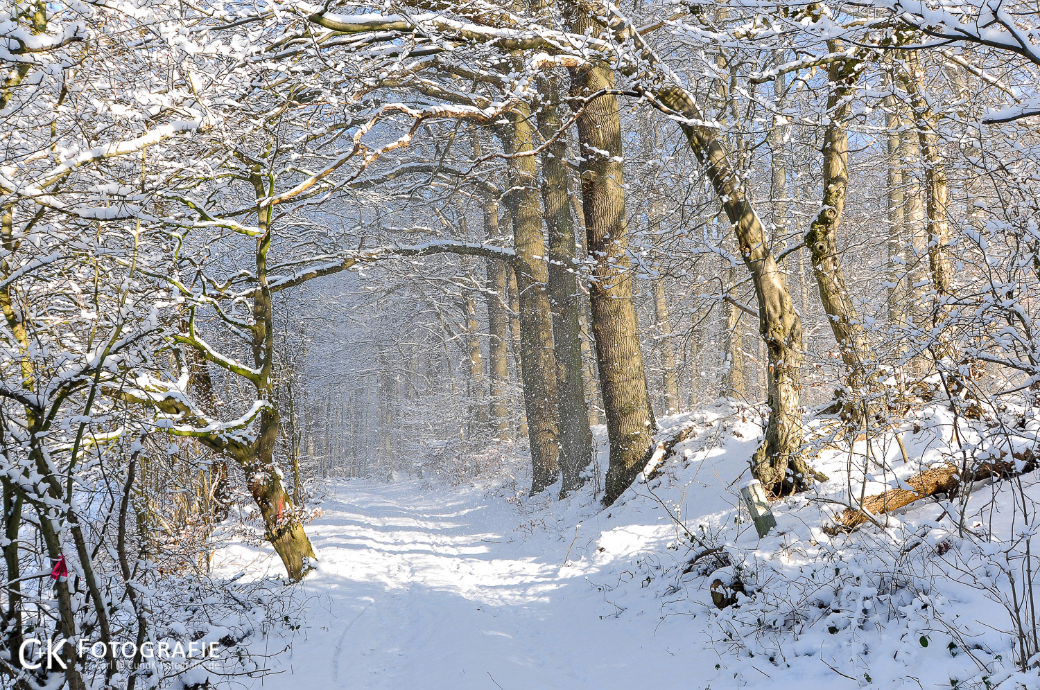Winterwald bei Eutin