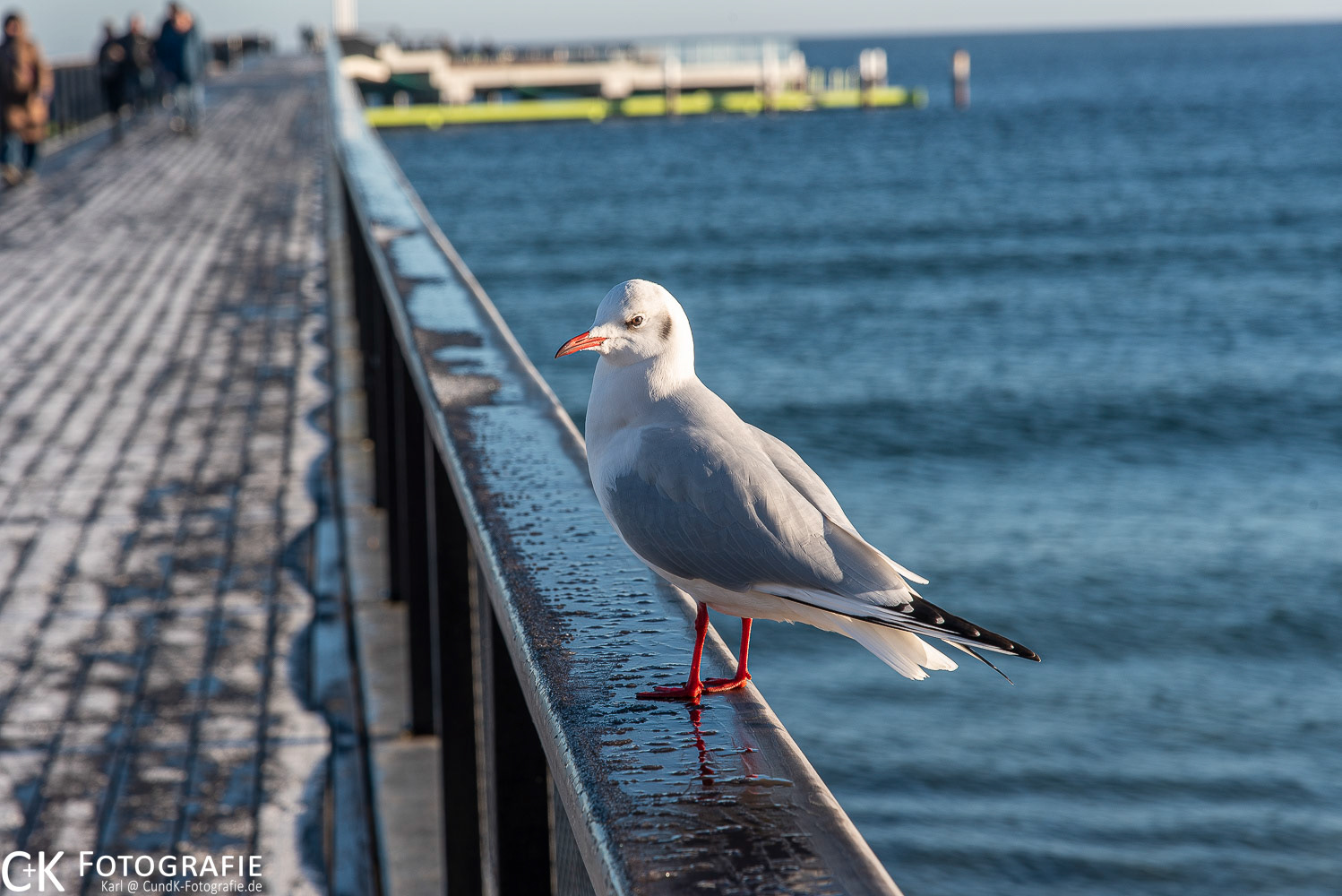 Möwe auf Brückengeländer