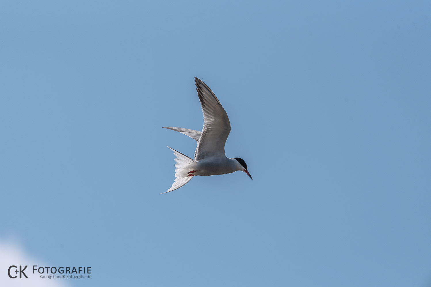 Seeschwalbe im Flug