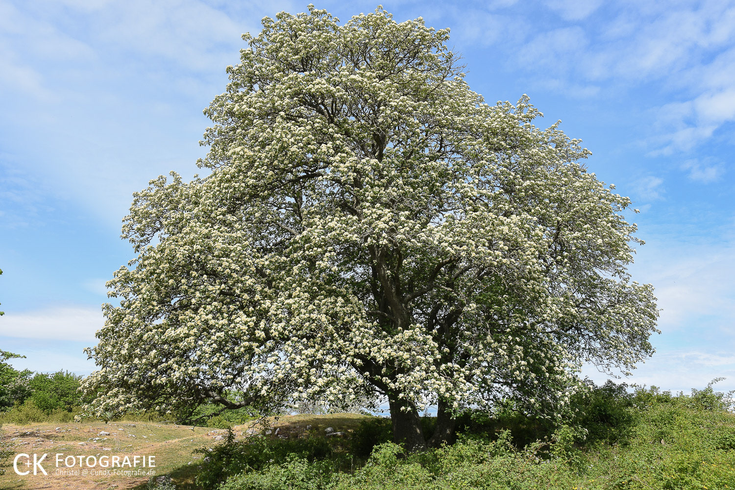 Blühender Baum bei Algotsrum