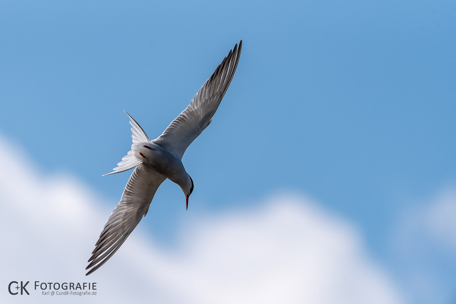 Seeschwalbe im Flug
