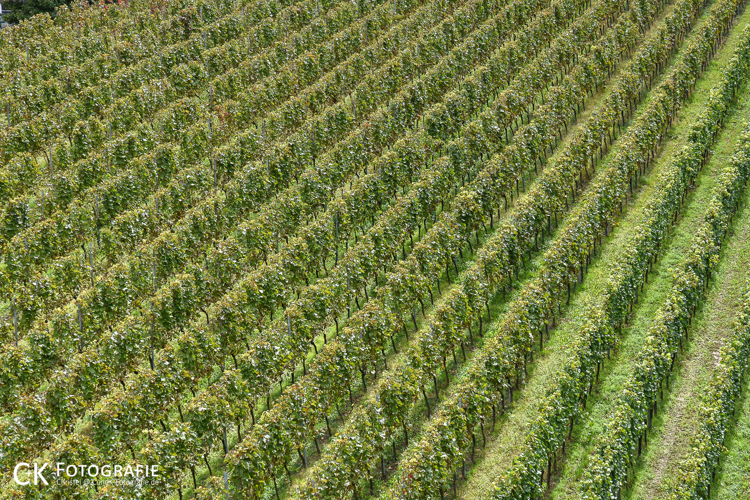 Weinreben am Kaiserstuhl