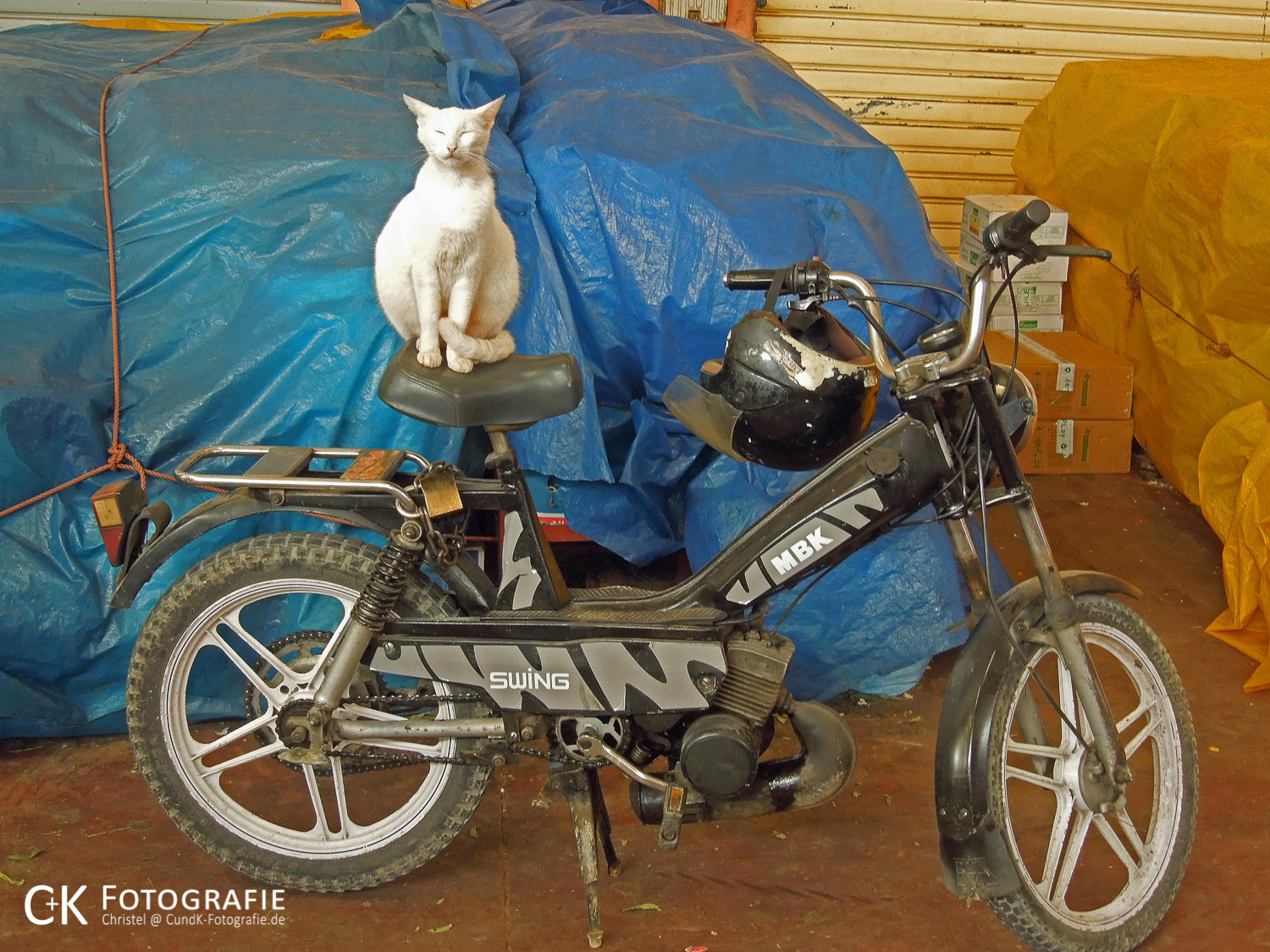 Katze beim Mittagsschlaf auf Moped im Basar von Agadir Marokko