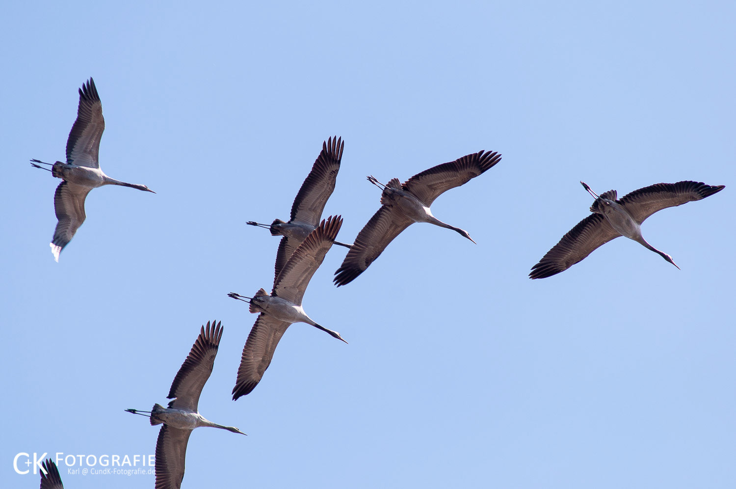 Fliegende Kraniche bei Sehlendorf Schleswig Holstein