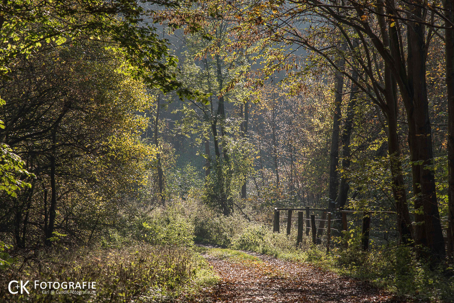 Waldweg bei Sonnenschein im Herbst