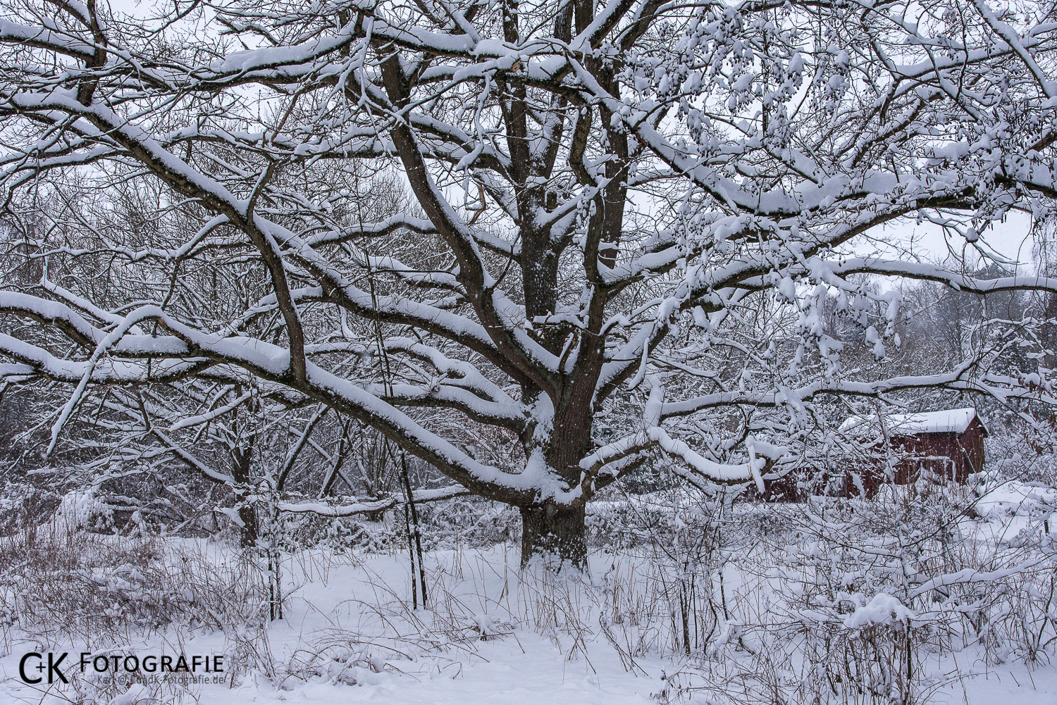 Baum mit ausladenden Geäst im Winter