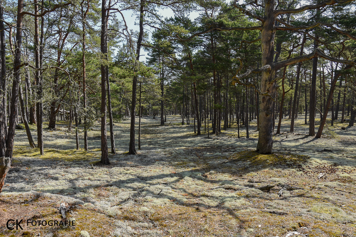 Kiefernwald bei Fagerör
