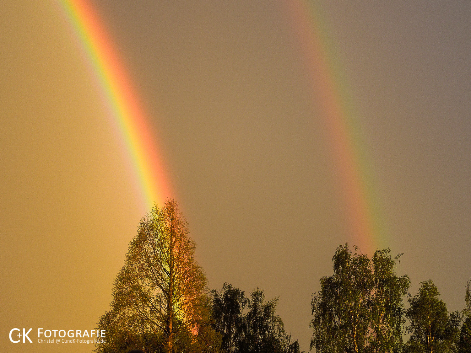 Regenbogen treffen in Baumwipfel