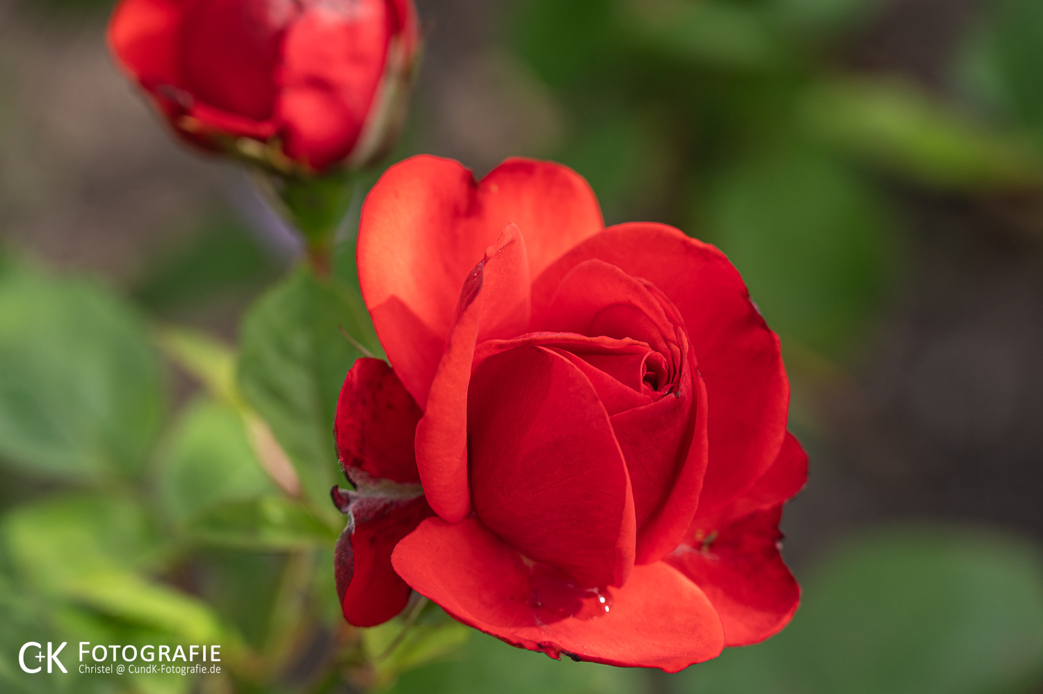 Rosenblüte