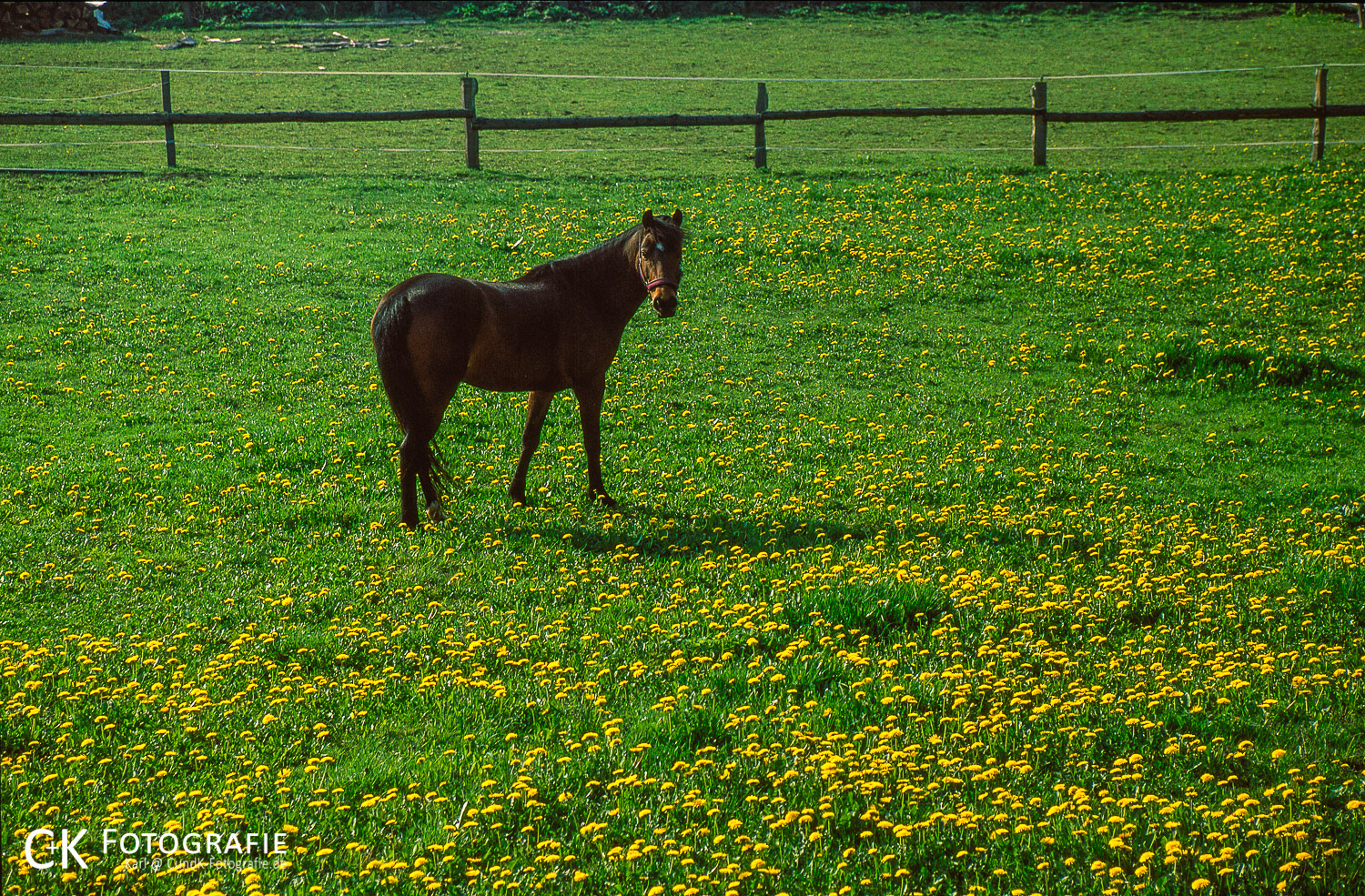 Pferd in einer Wiese mit Löwenzahn