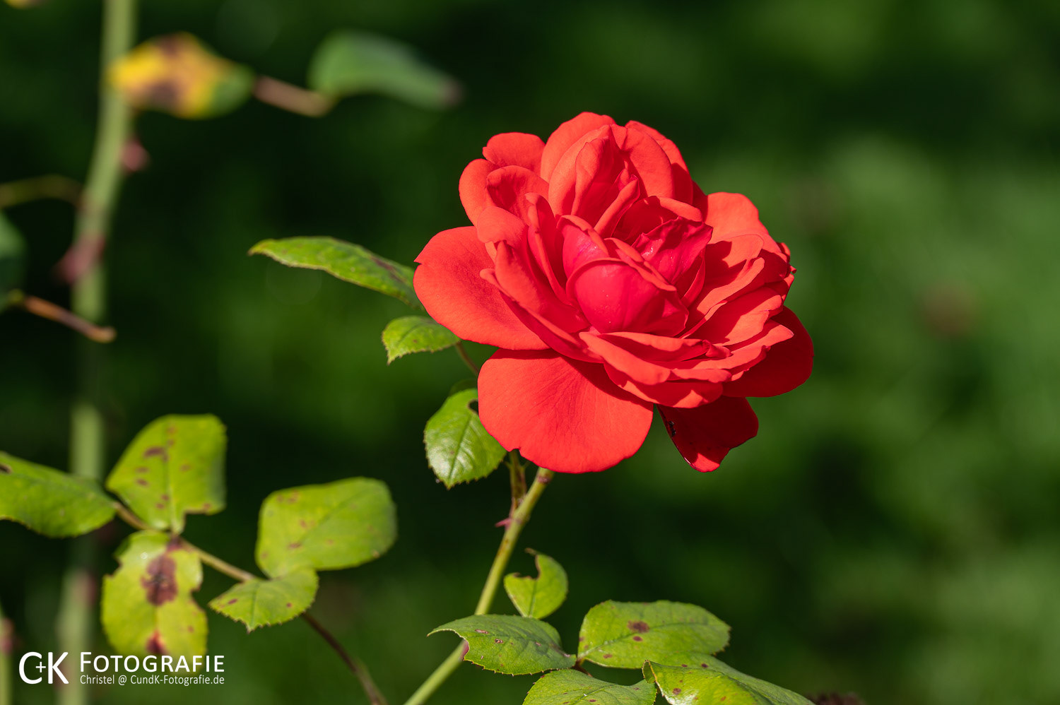 Rote Rose in der Abendsonne