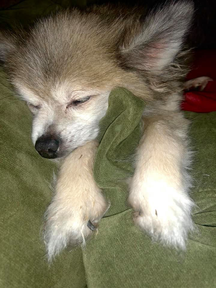 Gizmo