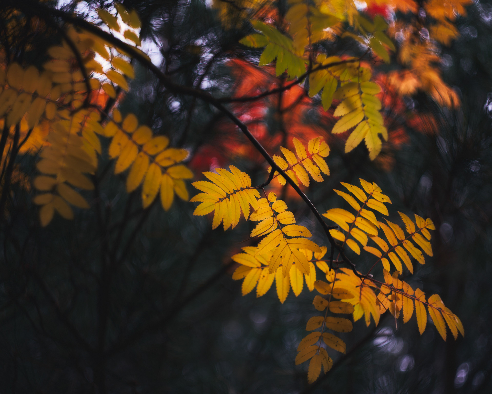 Memorie perdute (2025)