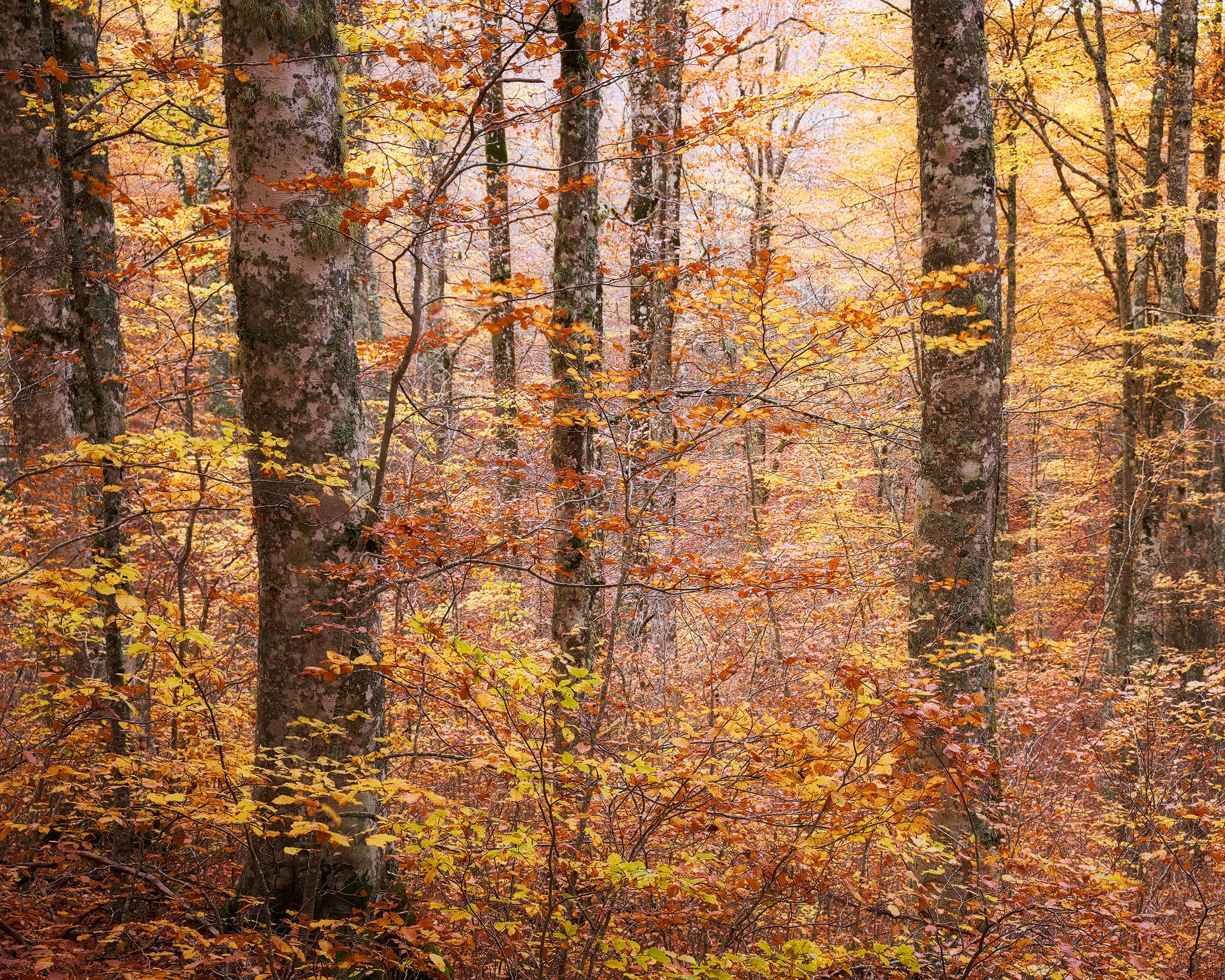 Fai attenzione (2025)