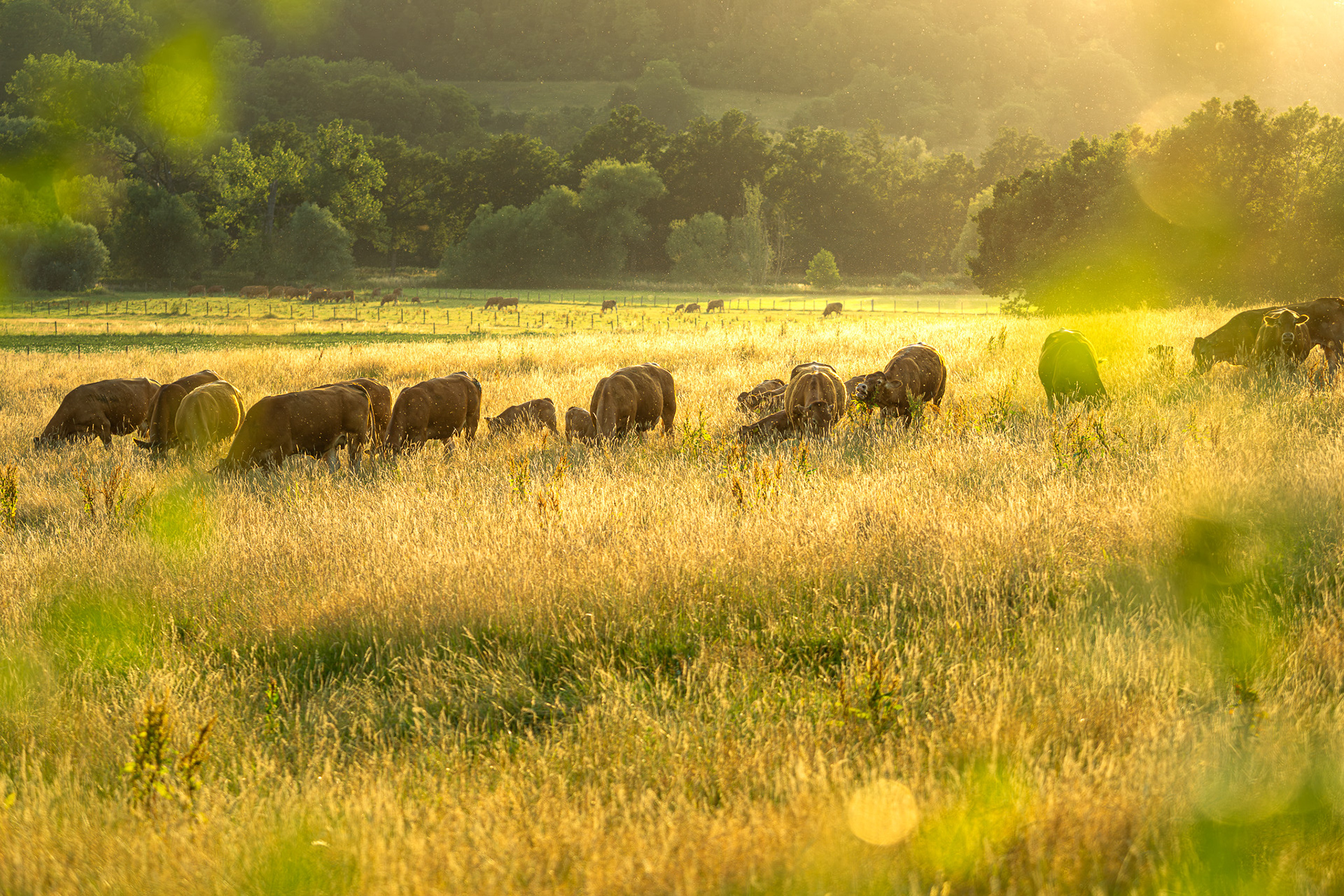 A hot summer evening view in Wijlre