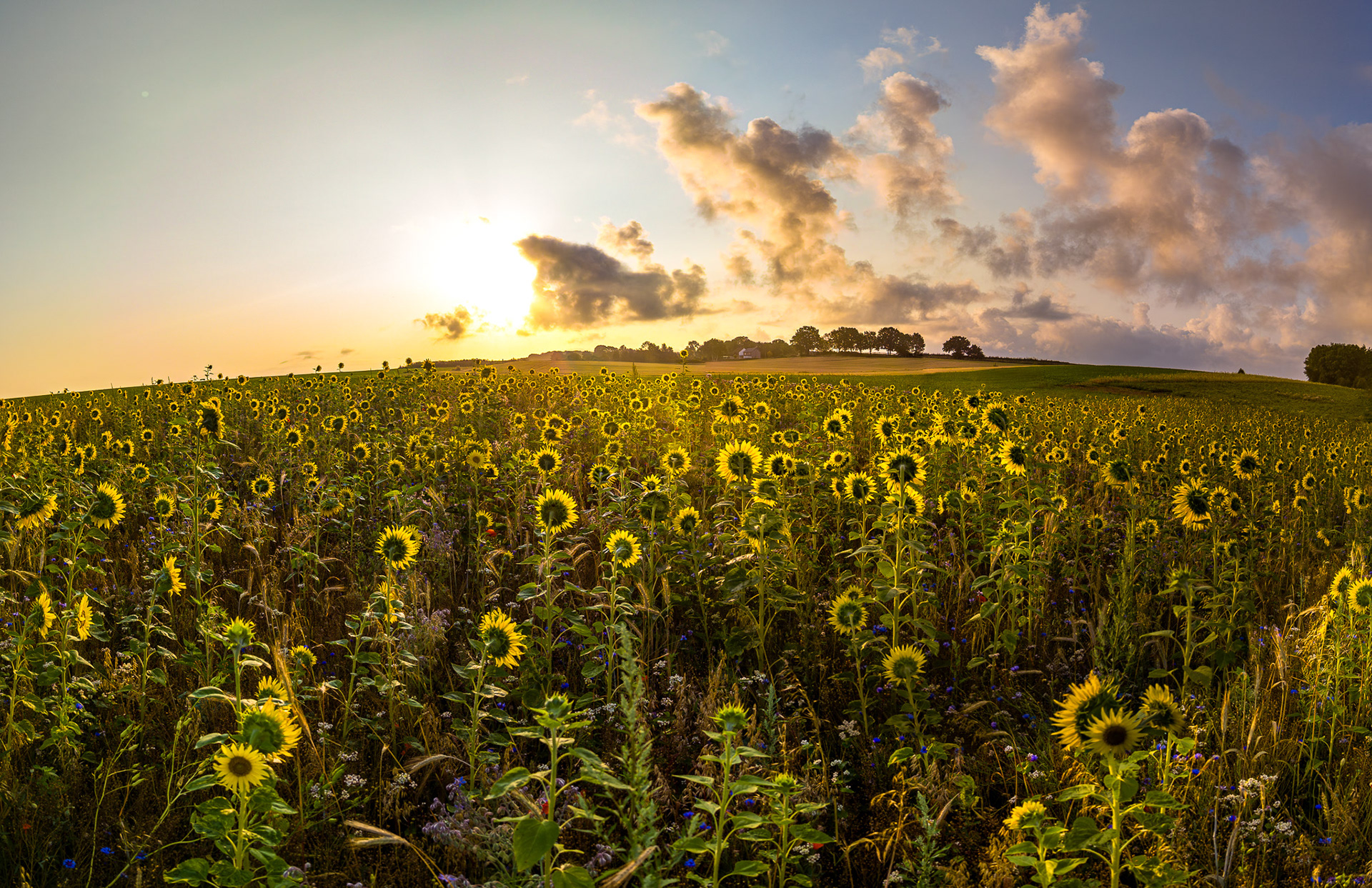 Sunny sunflowers