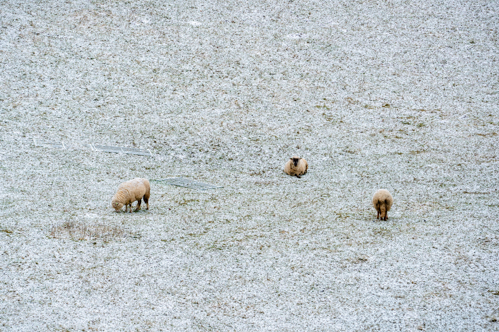 Sheep