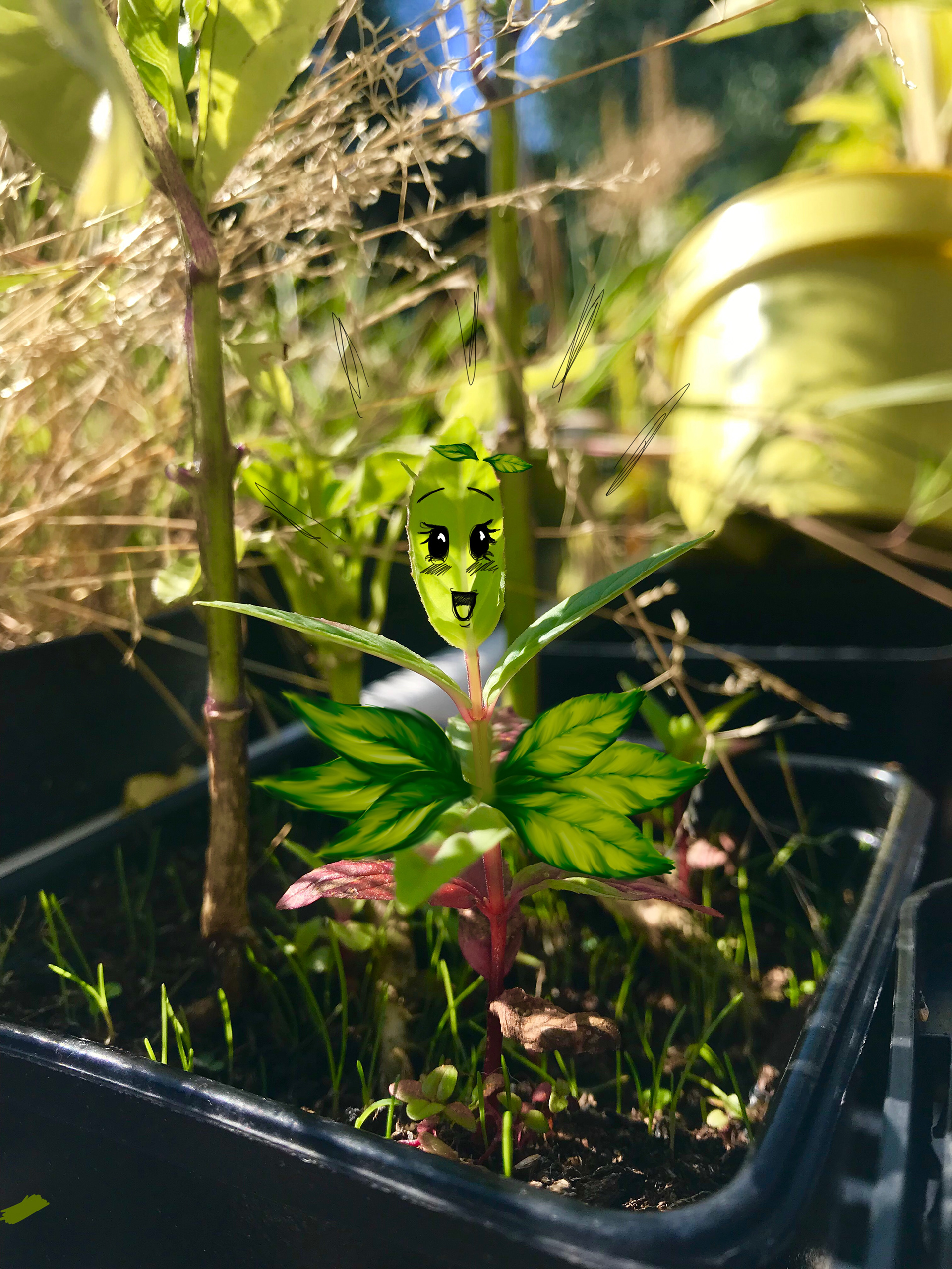 Found a cheery plant today. I hope it brings you happiness too!