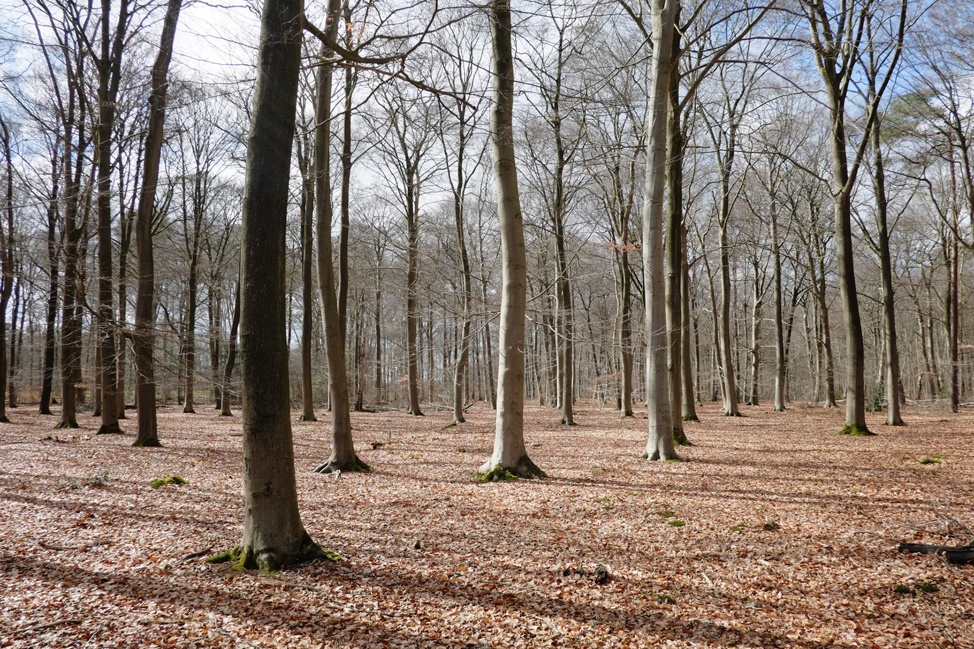 Woudhuizerbos