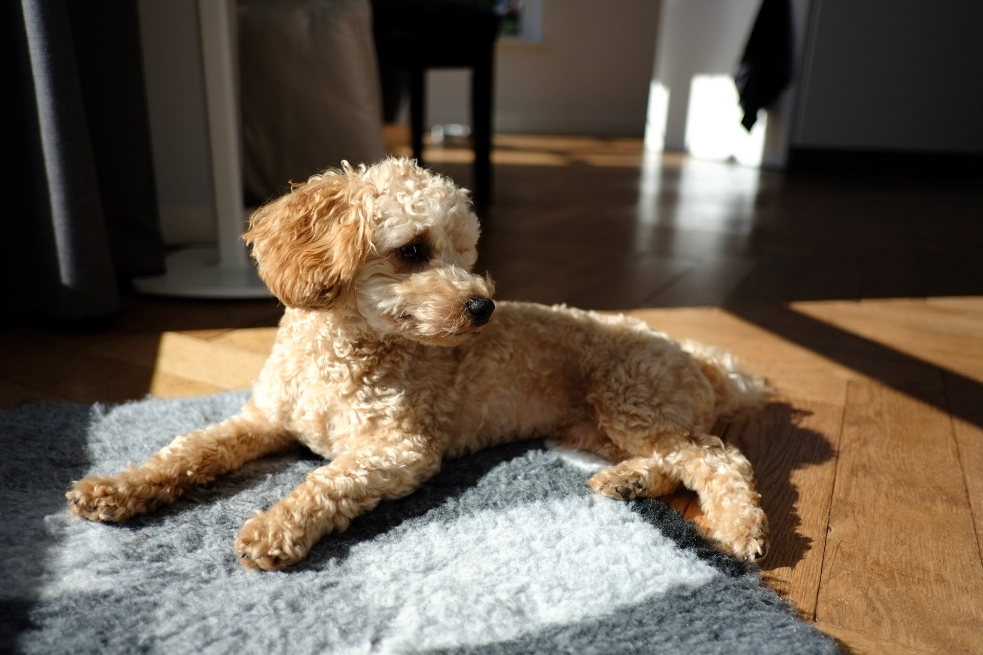 Sam