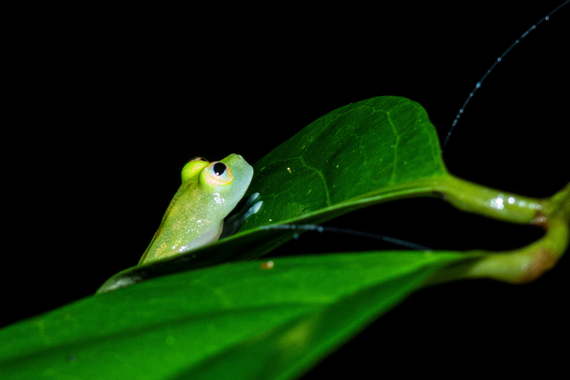 Centrolène Ponctuée (Hyalinobatrachium cappellei)
