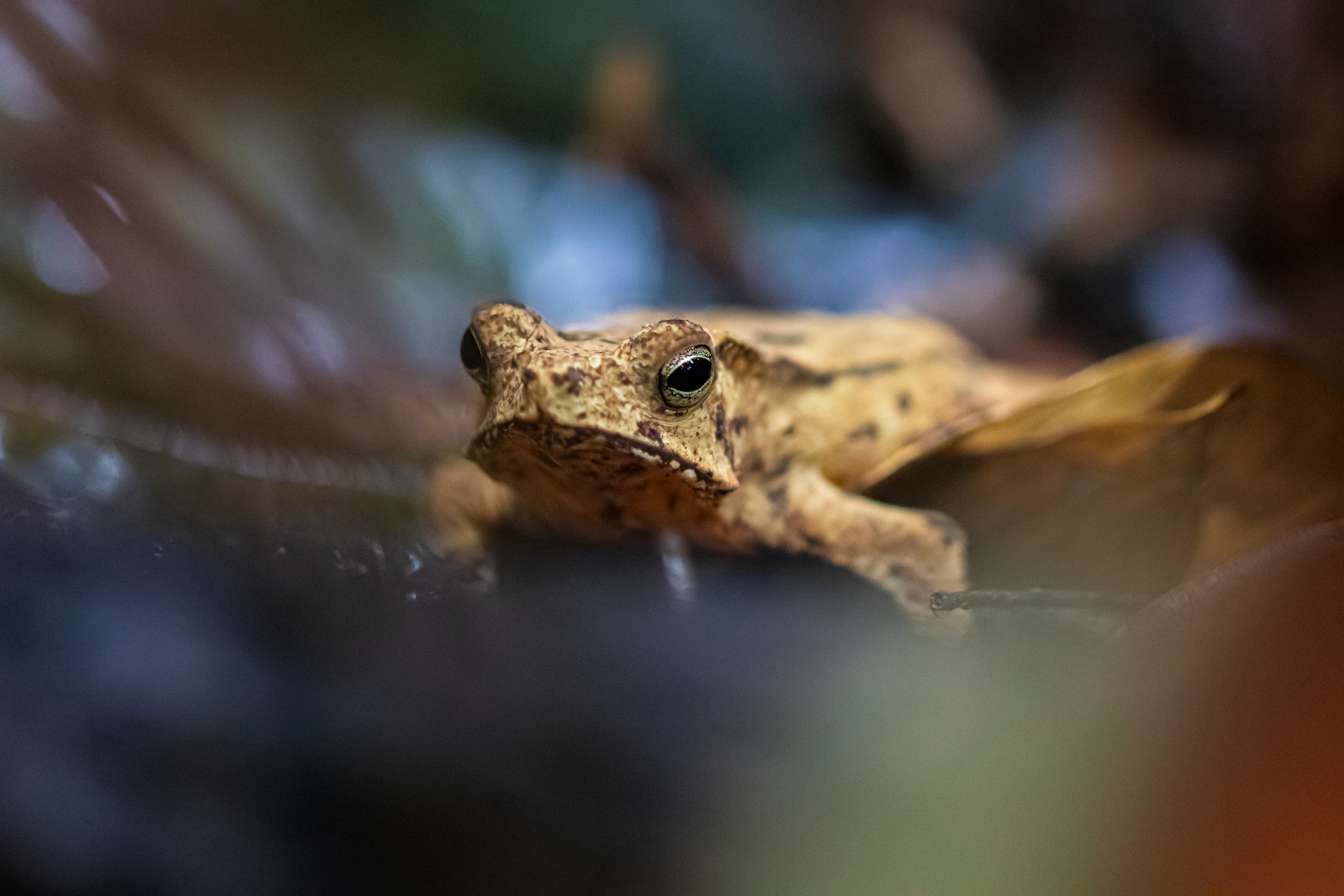 Crapaud perlé (Rhinella margaritifera)