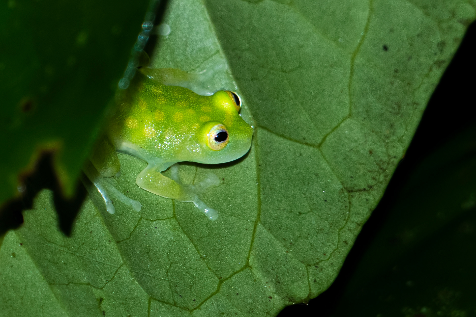 Centrolène Ponctuée (Hyalinobatrachium cappellei)