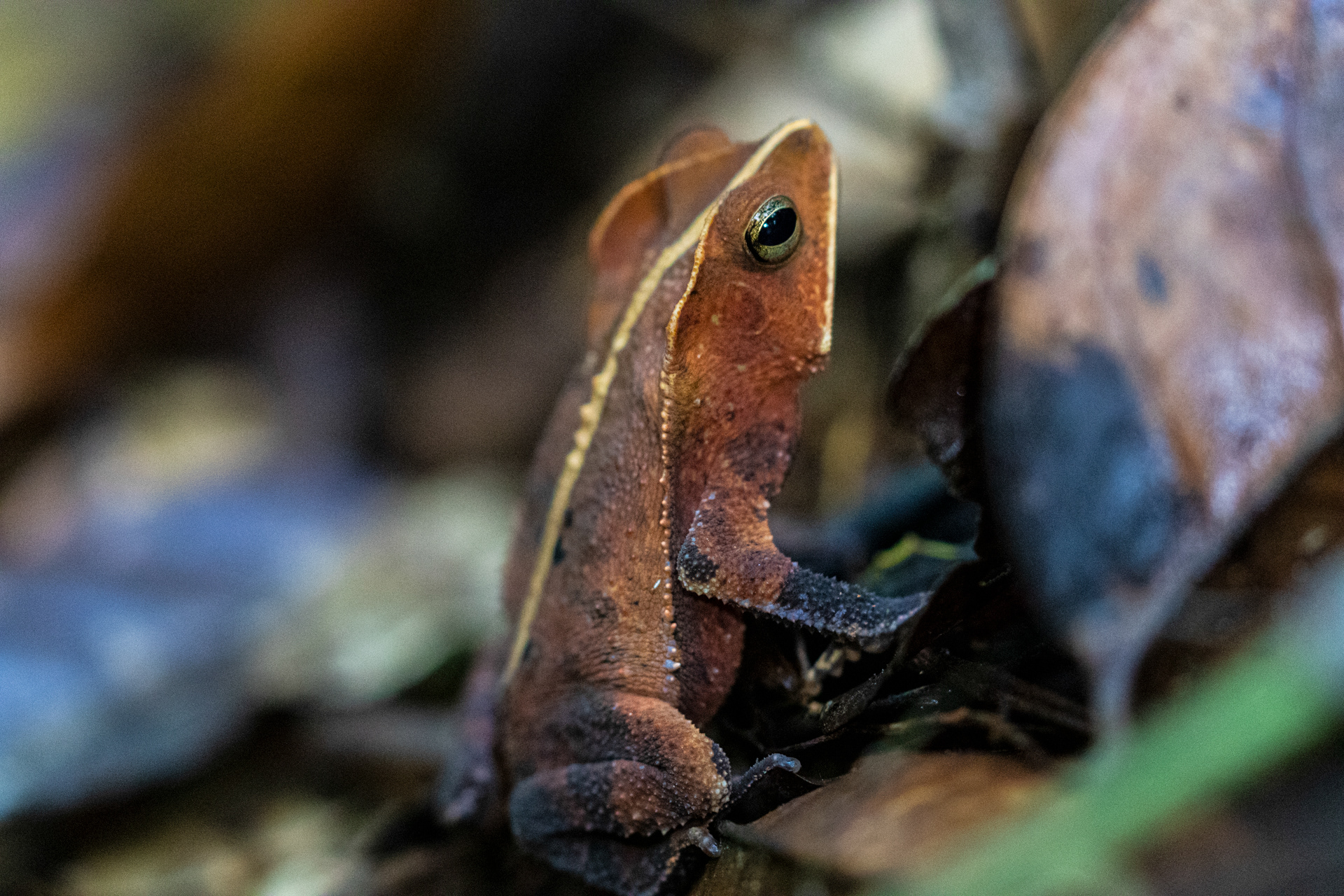 Crapaud perlé (Rhinella margaritifera)