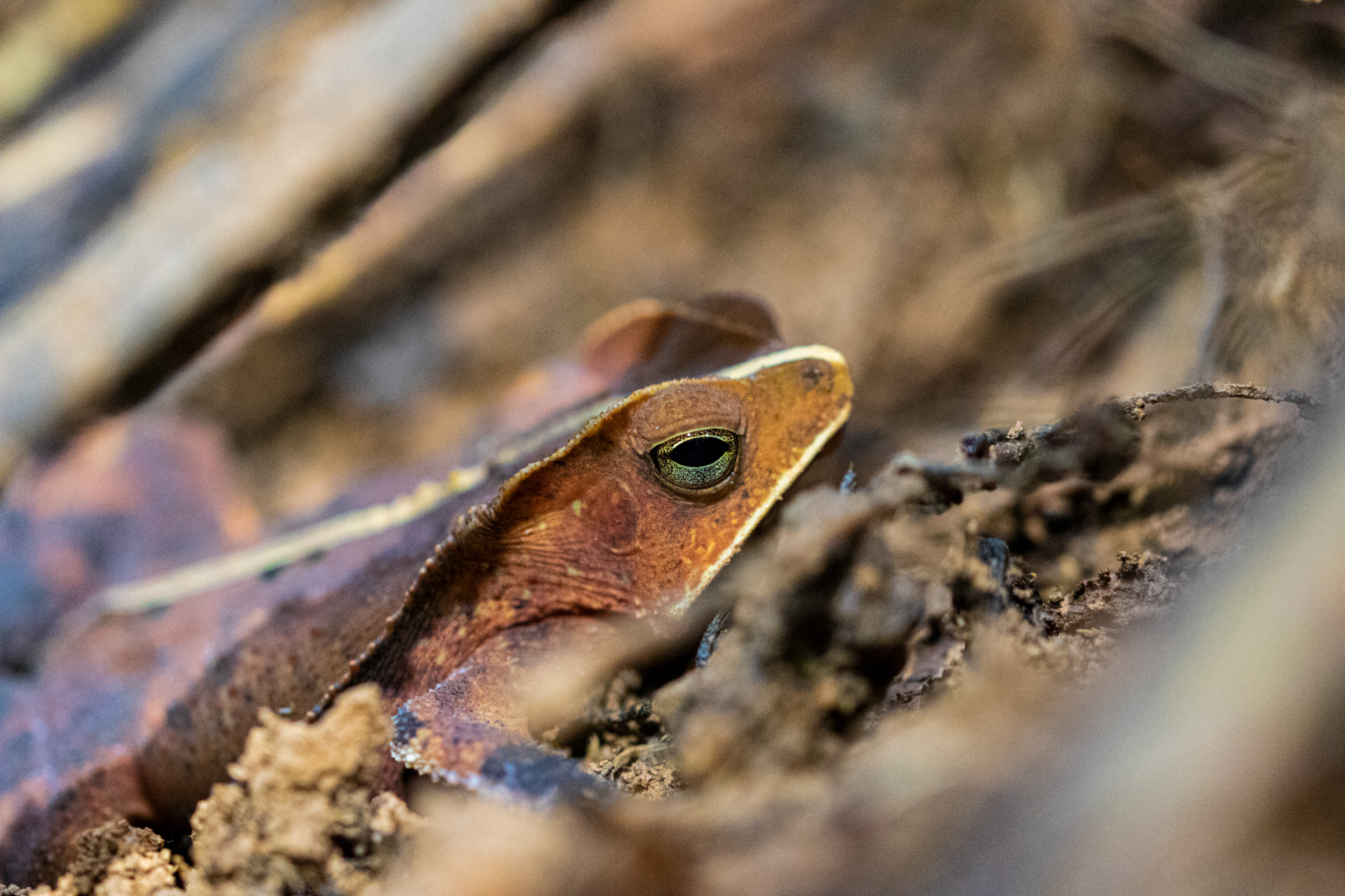 Crapaud perlé (Rhinella margaritifera)
