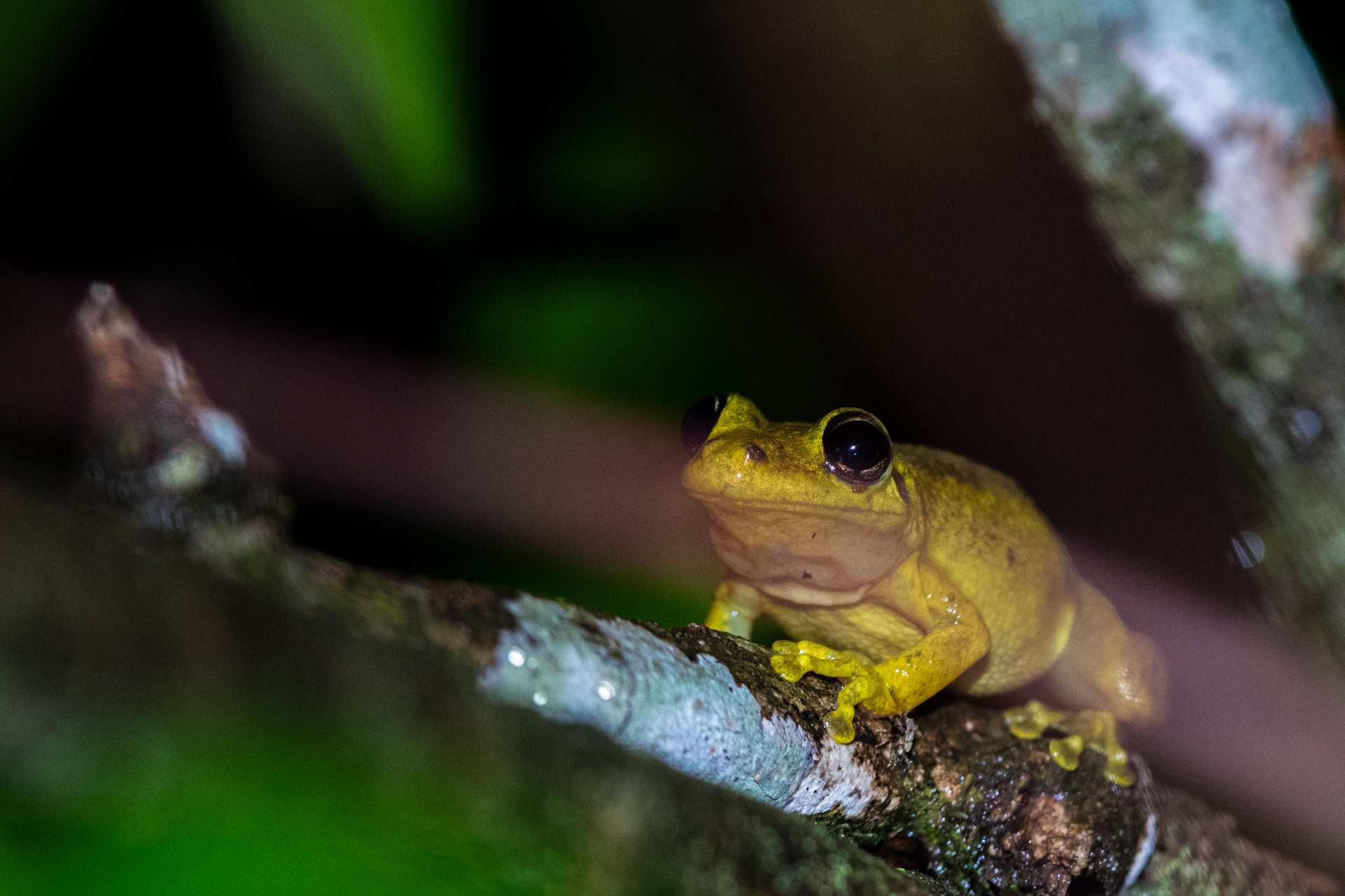 Scinax sp.