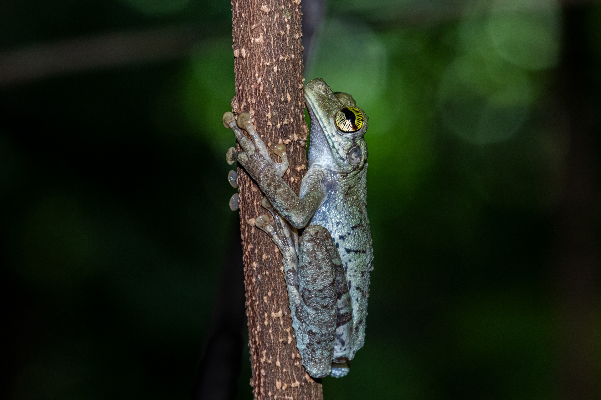 Rainette oophage (Osteocephalus oophagus)