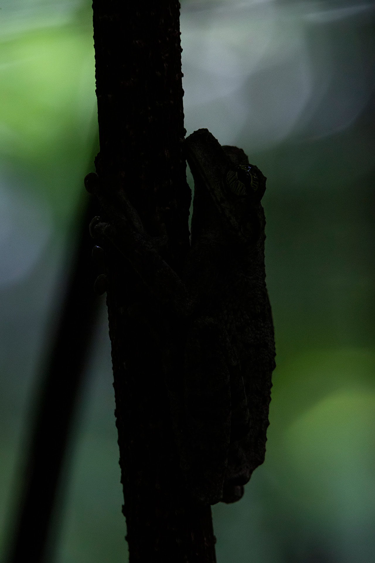 Rainette oophage (Osteocephalus oophagus)