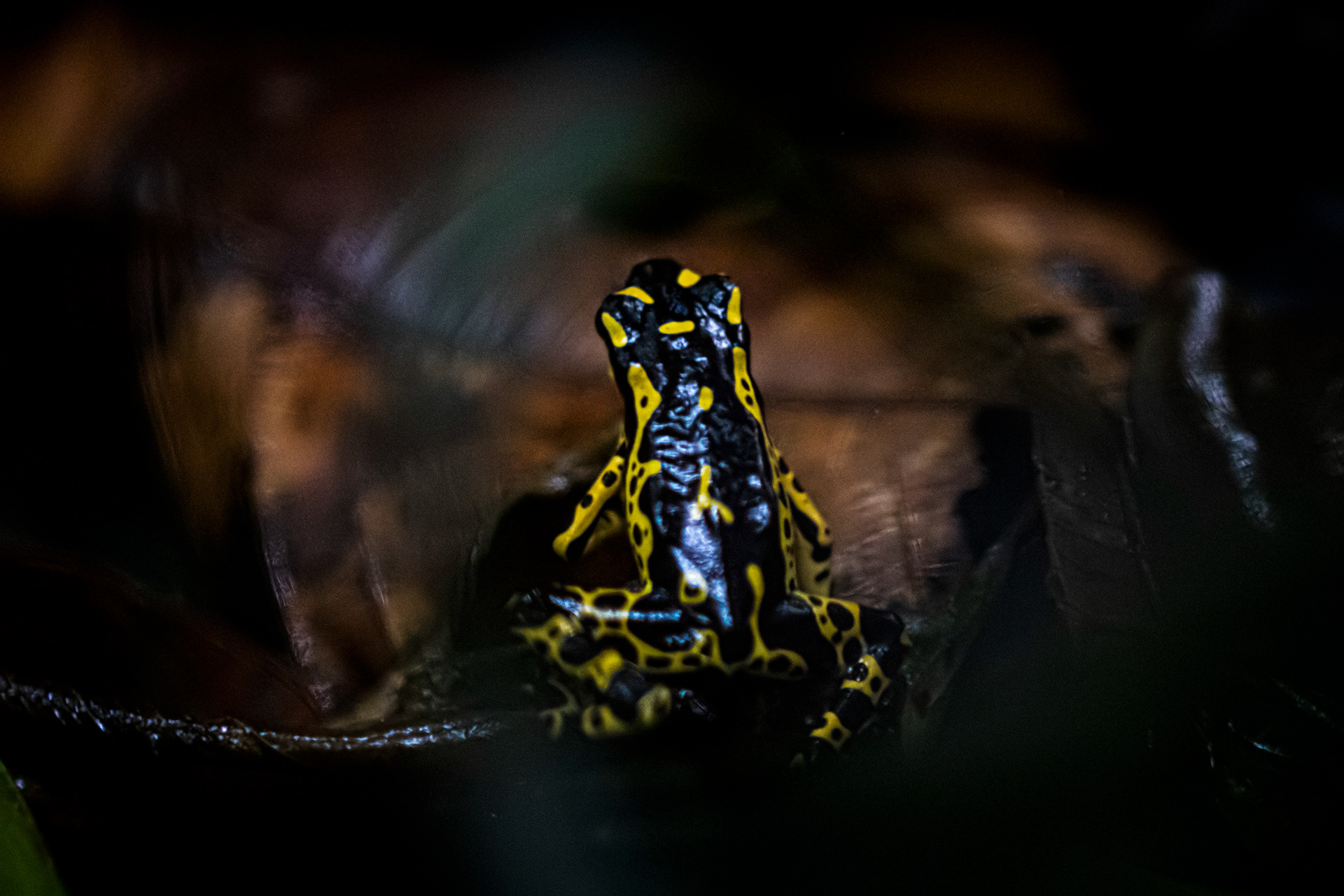 Atélope d’Hoogmoed (Atelopus hoogmoedi)