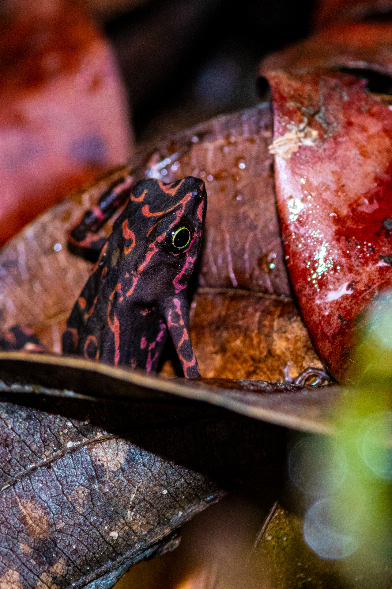 Atélope de Guyane (Atelopus flavescens)