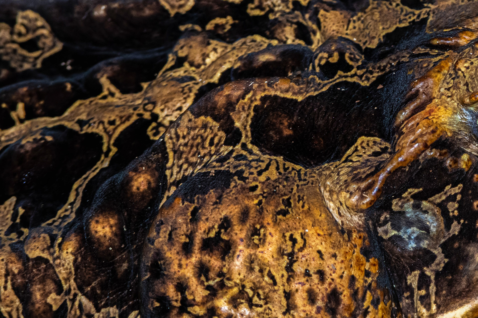 Crapaud buffle (Rhinella marina)