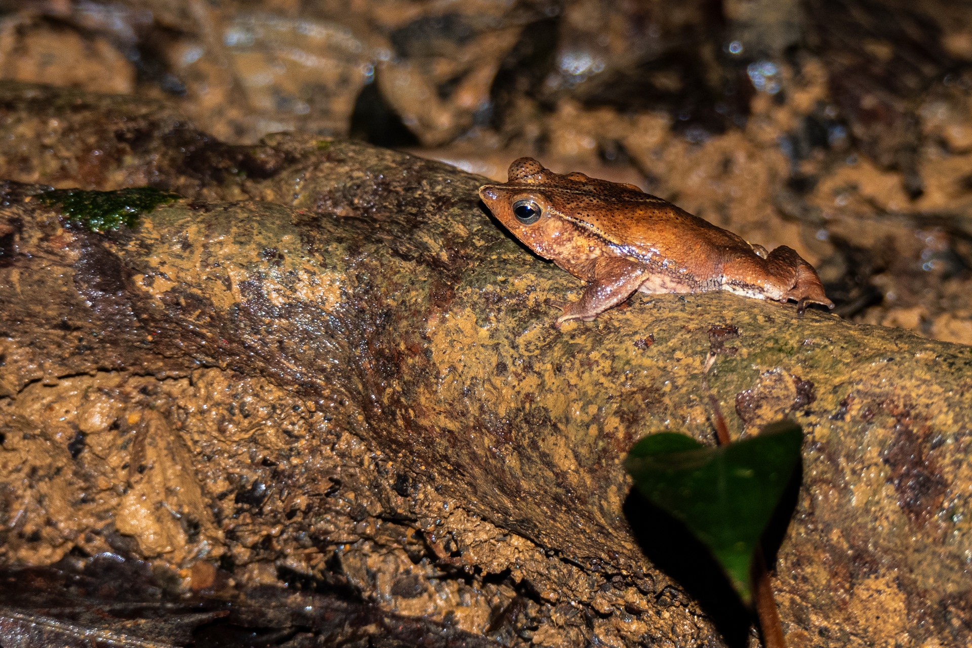 Crapaud feuille (Rhinella castaneotica)
