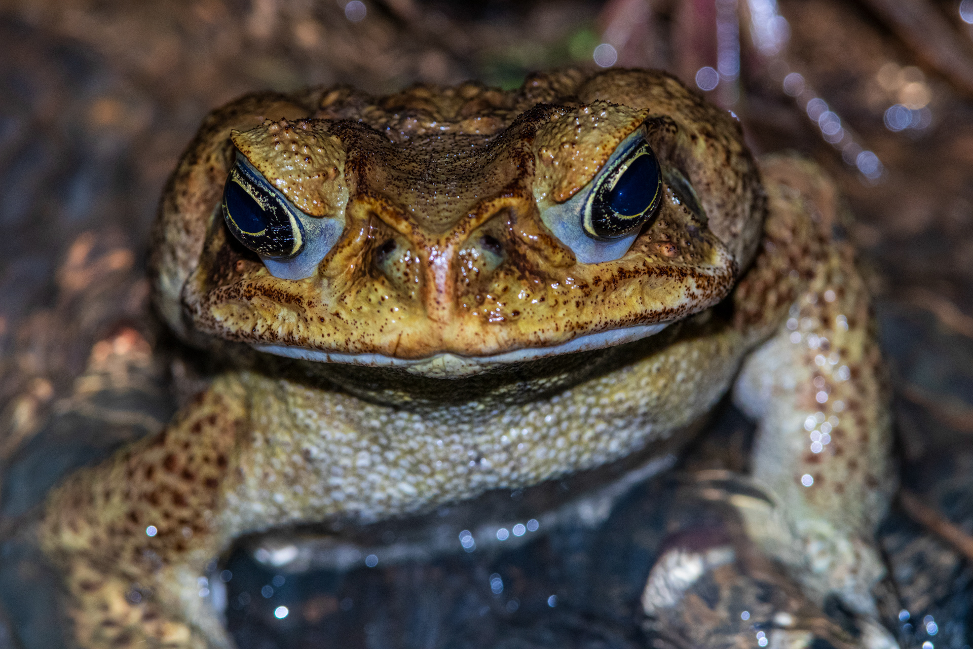 Crapaud buffle (Rhinella marina)