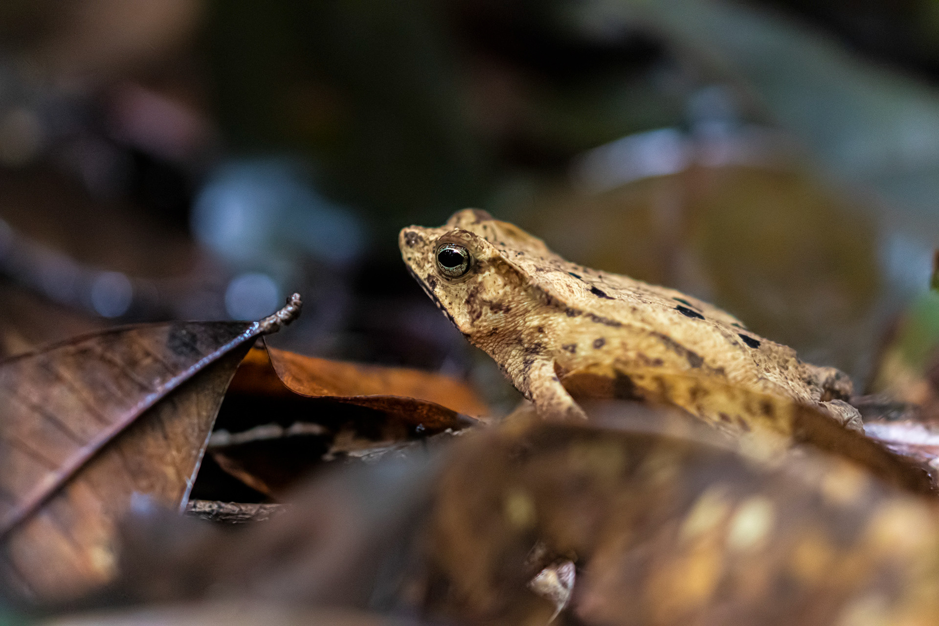 Crapaud perlé (Rhinella margaritifera)