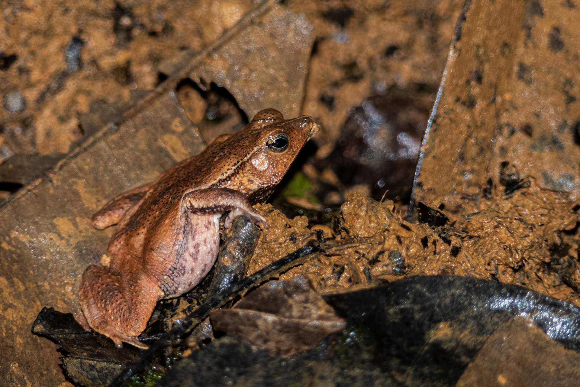 Crapaud feuille (Rhinella castaneotica)