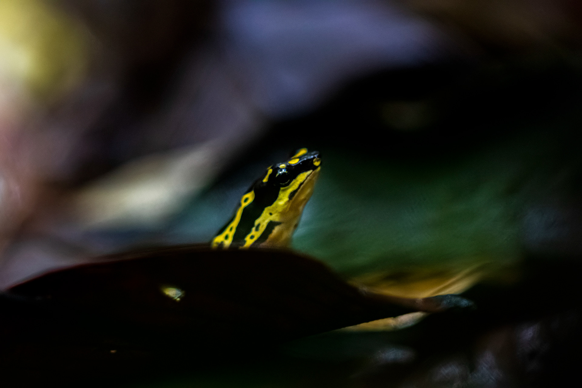 Atélope d’Hoogmoed (Atelopus hoogmoedi)