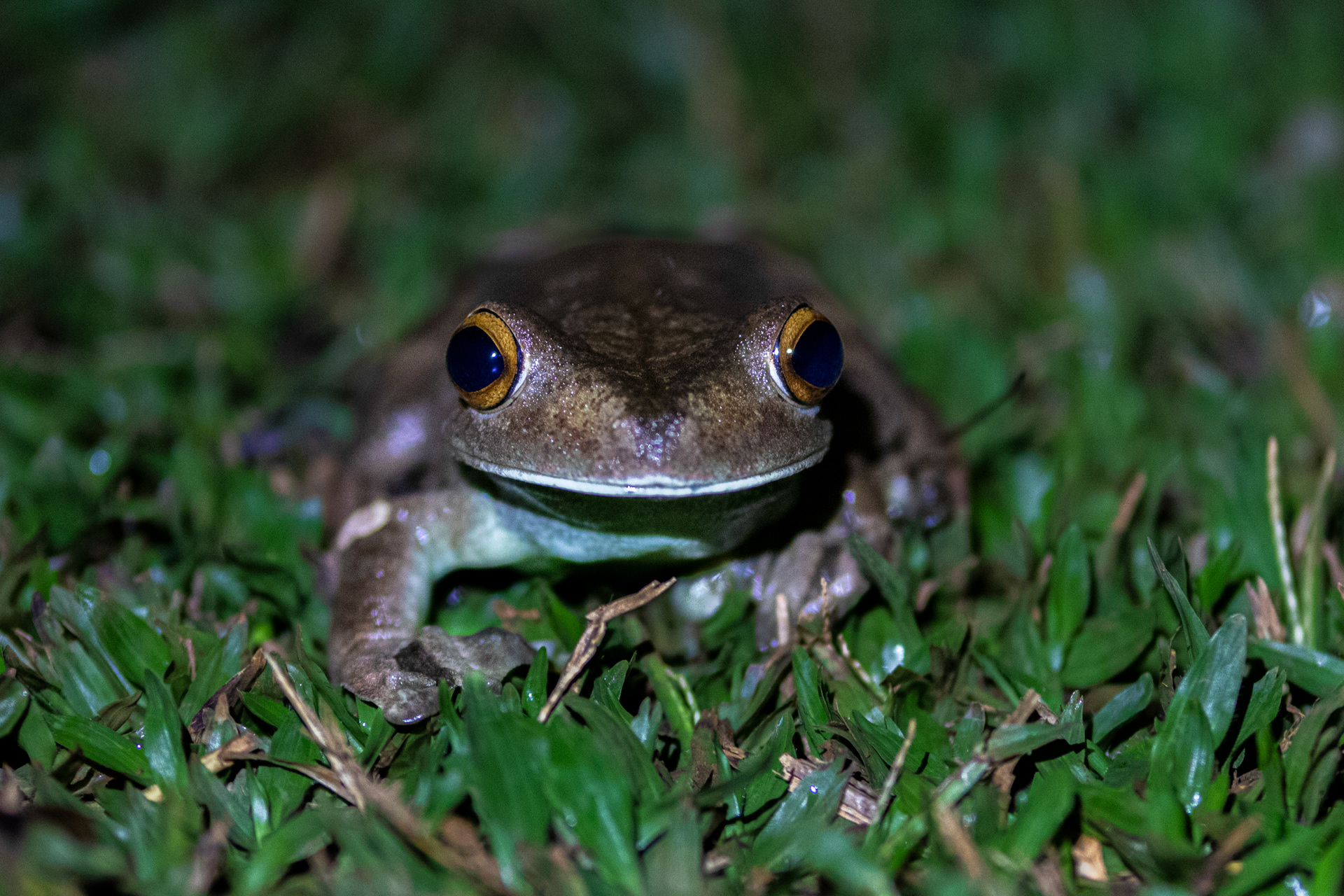Rainette patte d'oie (Hypsiboas boans)