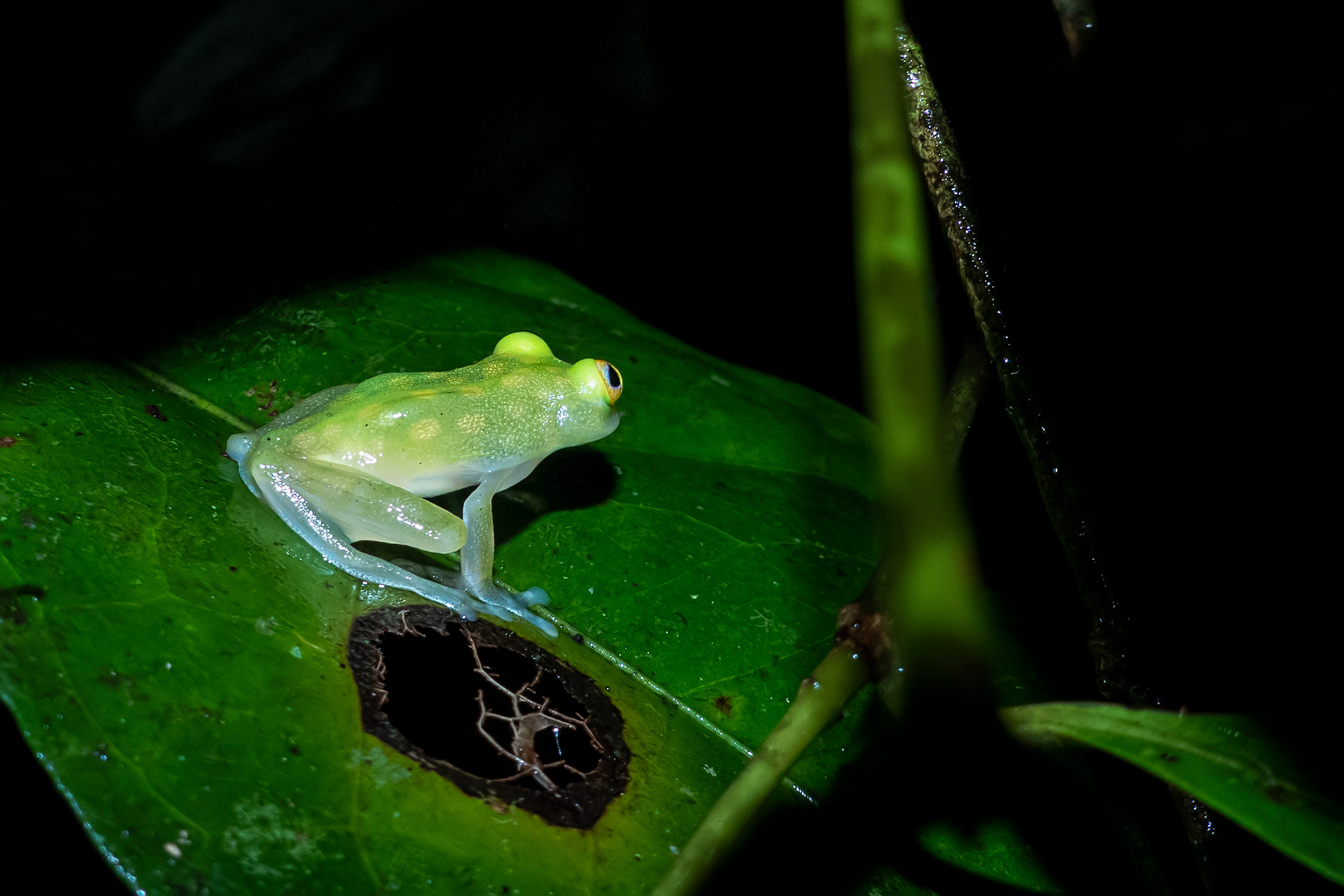 Centrolène Ponctuée (Hyalinobatrachium cappellei)