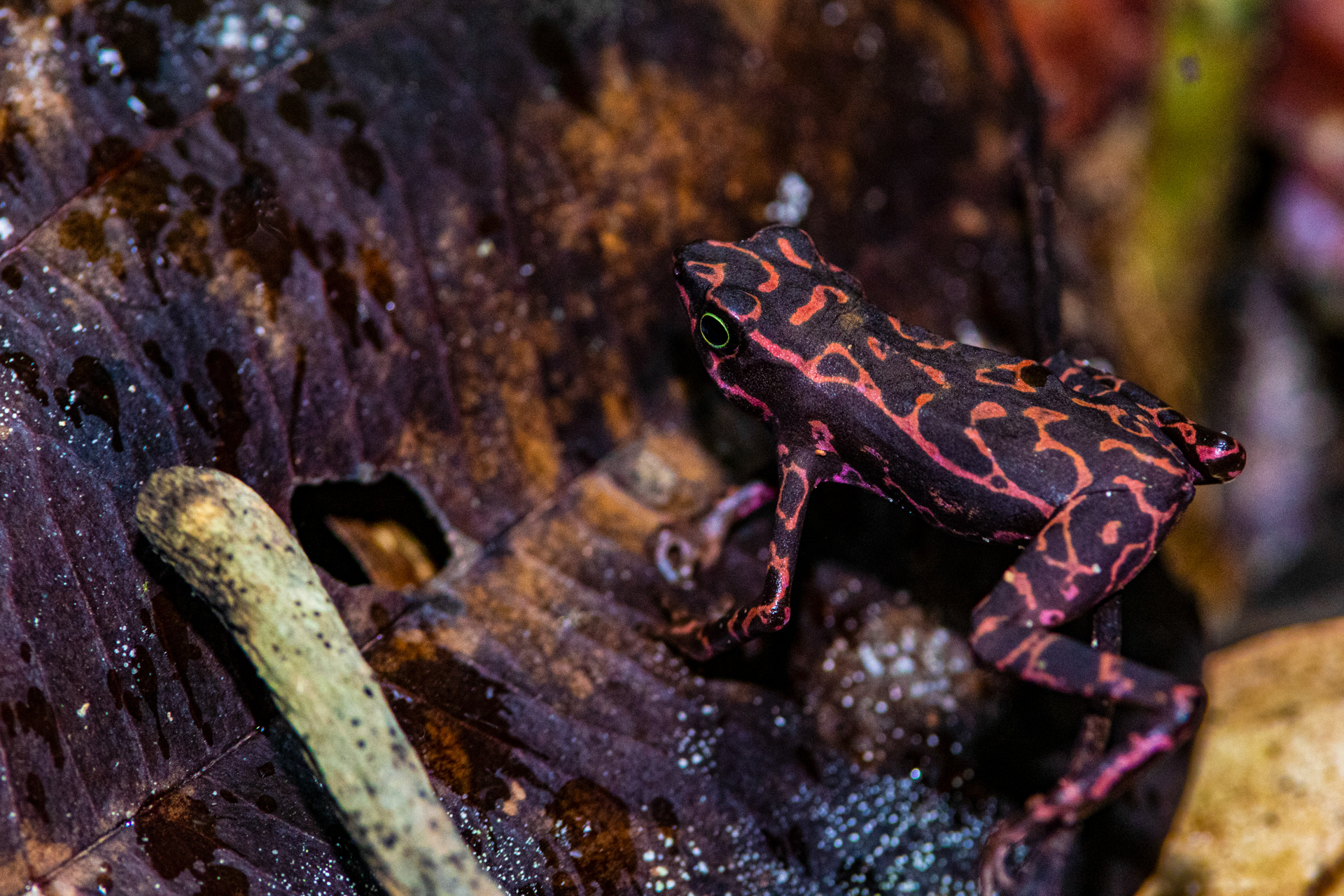 Atélope de Guyane (Atelopus flavescens)