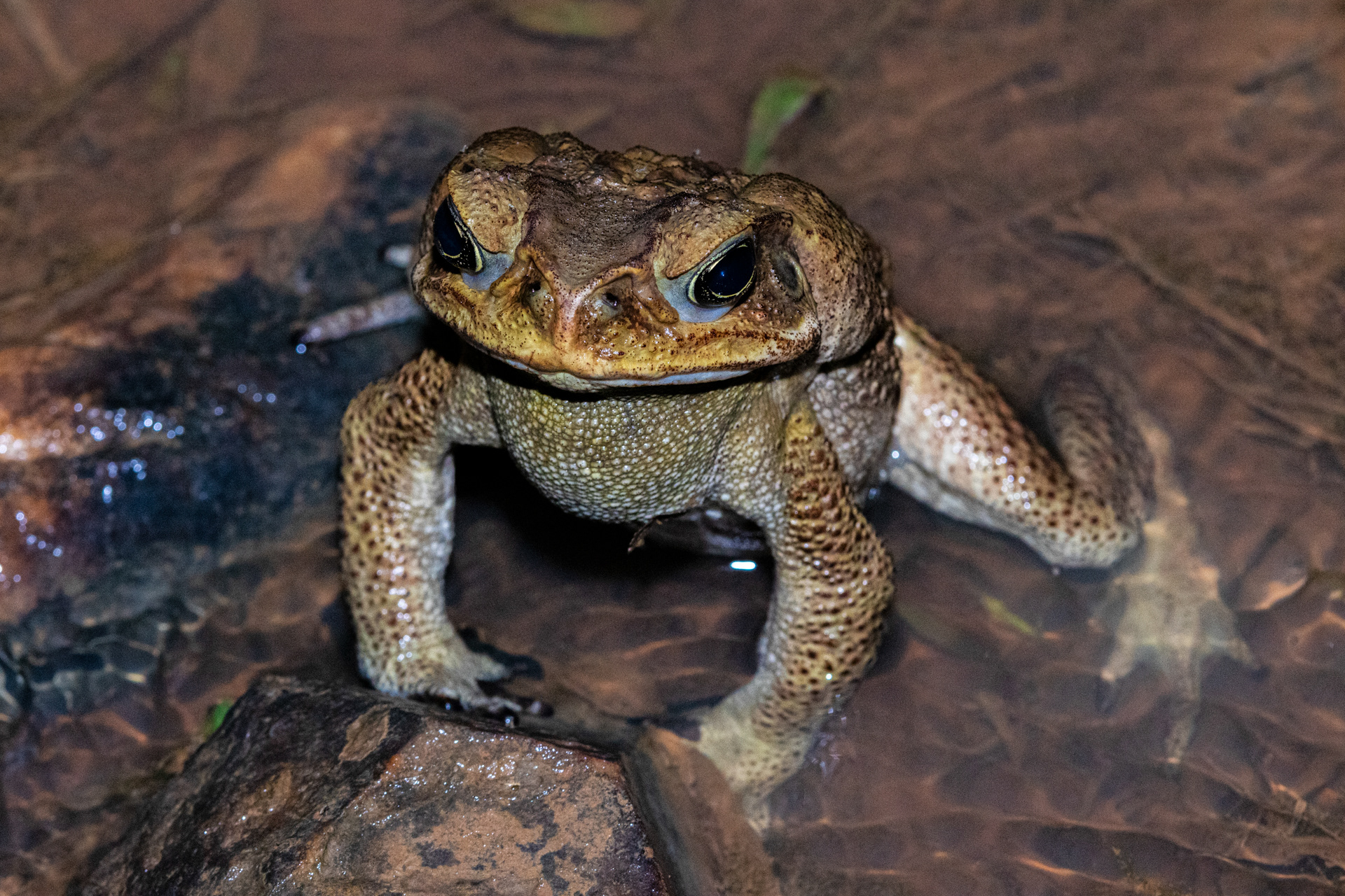 Crapaud buffle (Rhinella marina)