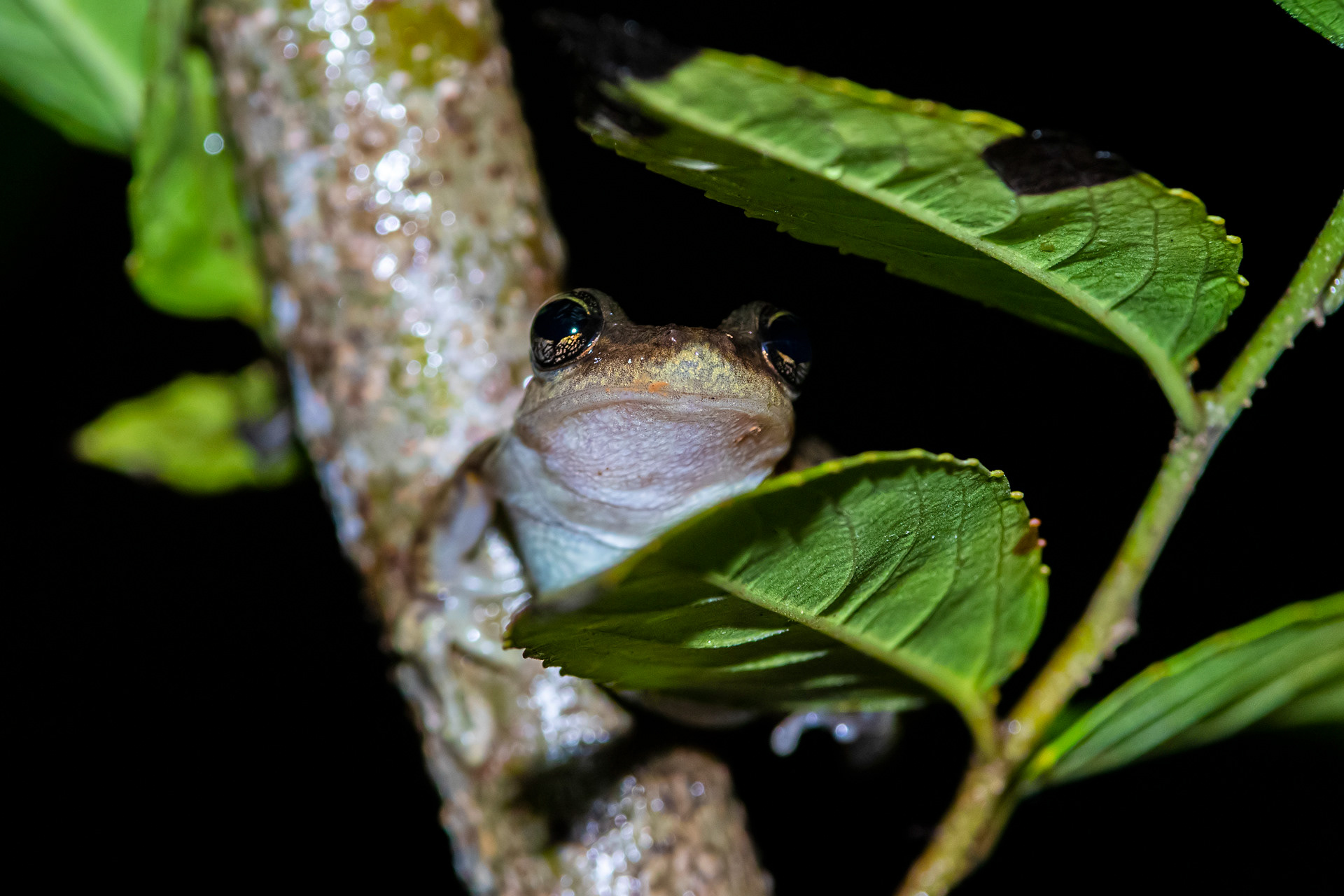 Scinax sp.
