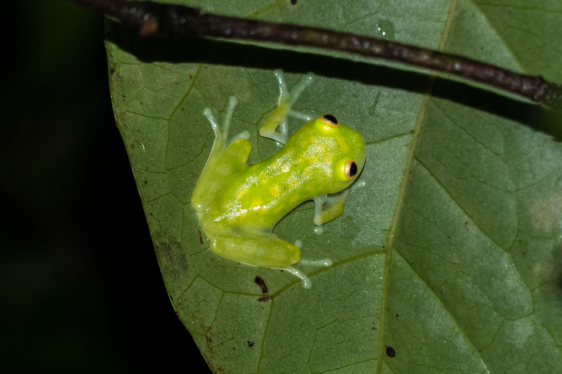 Centrolène Ponctuée (Hyalinobatrachium cappellei)