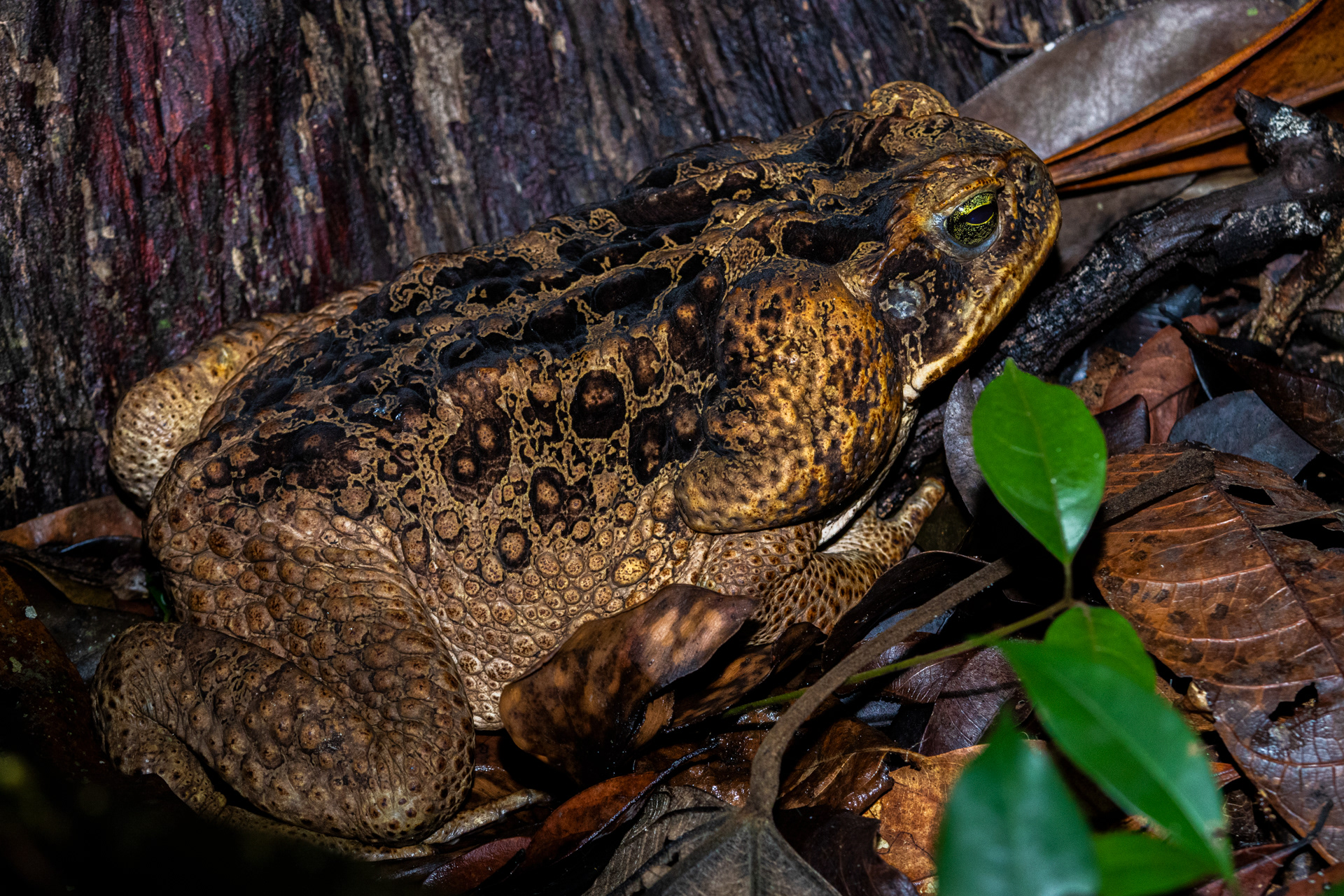 Crapaud buffle (Rhinella marina)