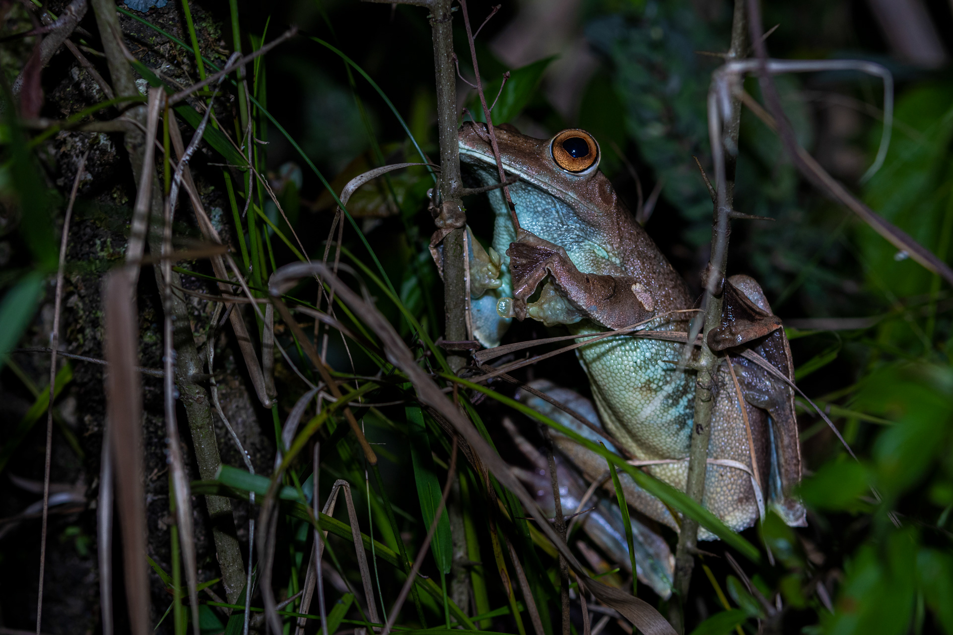 Rainette patte d'oie (Hypsiboas boans)